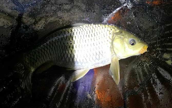 夜钓黑坑鲤鱼选哪个位置？