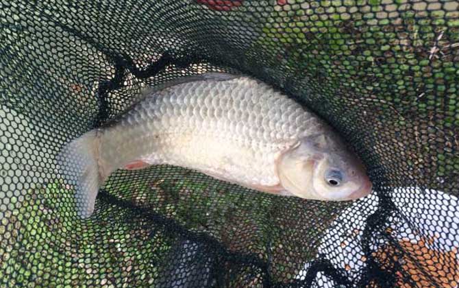 鲫鱼