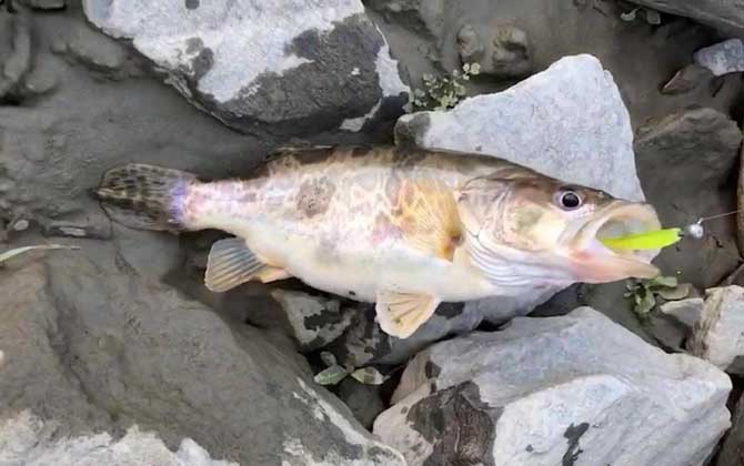 野钓鳜鱼用什么饵料最佳