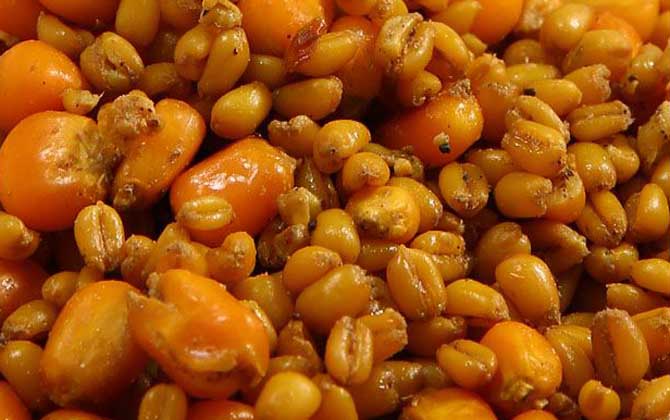 自制饵料