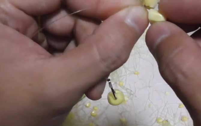 六月钓鱼用玉米怎么样