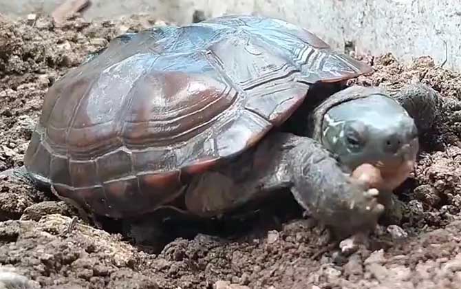 草龟是什么龟
