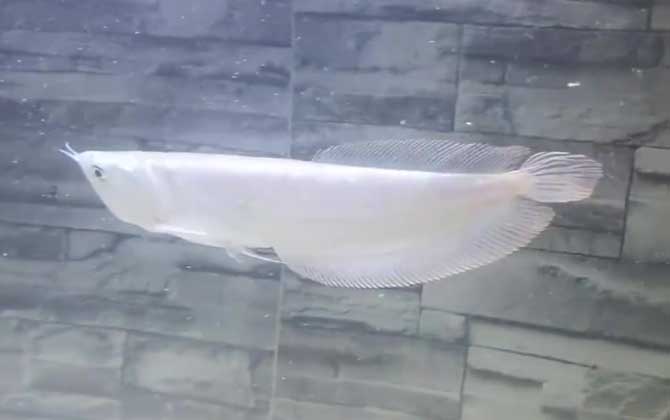 雪龙