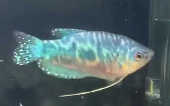 曼龙鱼