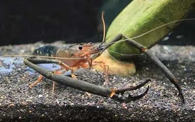 贪食沼虾