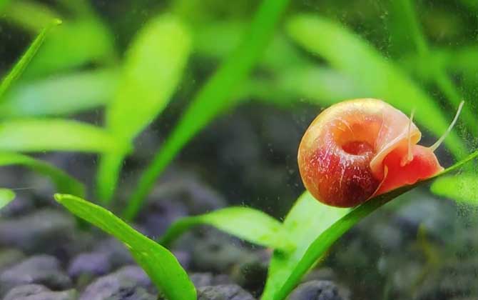 苹果螺一只可以繁殖吗