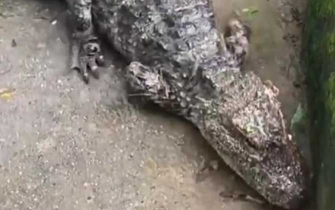 扬子鳄
