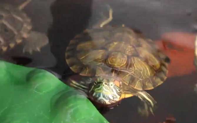 巴西龟一夜不沾水会不会死